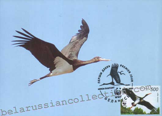 Black stork (Ciconia nigra)